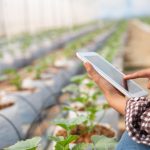 Pessoa utilizando um tablet em uma plantação moderna, com fileiras de mudas cultivadas em sacos plásticos brancos, dentro de uma estufa agrícola. A cena representa o uso de tecnologia no agronegócio brasileiro, destacando práticas de agricultura de precisão e gestão eficiente das lavouras.
